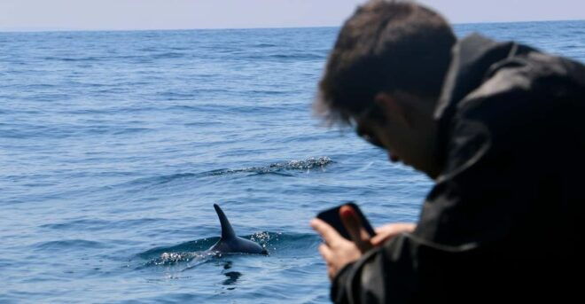 Sesimbra & Arrabida: Dolphin Watching Tour - Itinerary Highlights