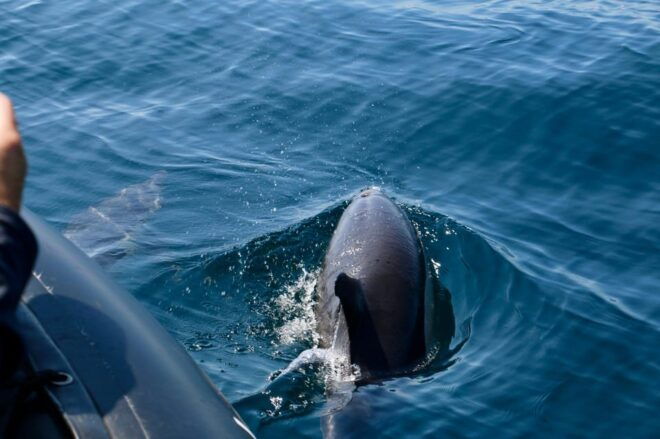 Sesimbra & Arrabida: Dolphin Watching Tour - Experience Details