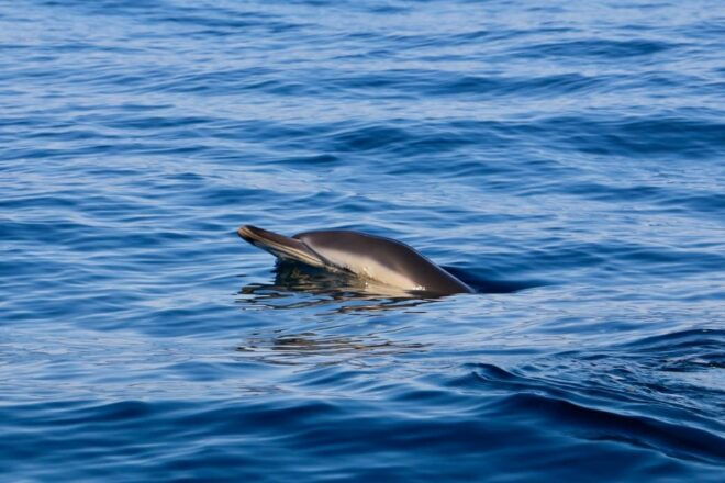 Sesimbra & Arrabida: Dolphin Watching Tour - Inclusions