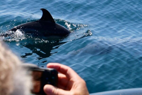 Sesimbra & Arrabida: Dolphin Watching Tour - Location and Meeting Point
