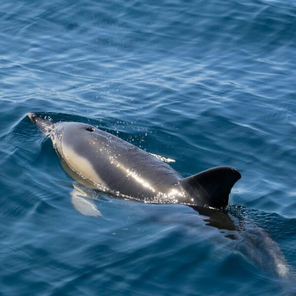 Sesimbra & Arrabida: Dolphin Watching Tour - Tour Duration and Pricing