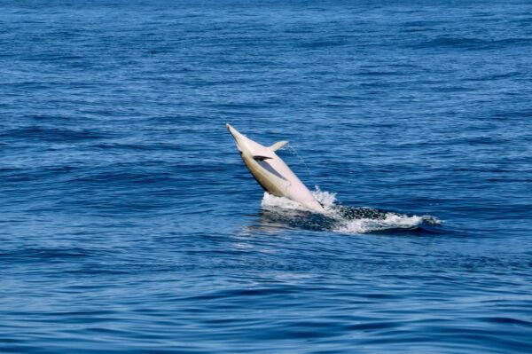 Sesimbra & Arrabida: Dolphin Watching Tour - Multilingual Capability