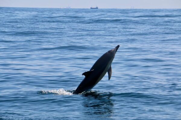Sesimbra & Arrabida: Dolphin Watching Tour - Frequently Asked Questions