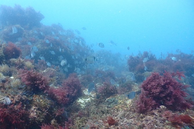 Sesimbra Discover Scuba Diving Experience  - Setubal District - Overview of the Experience