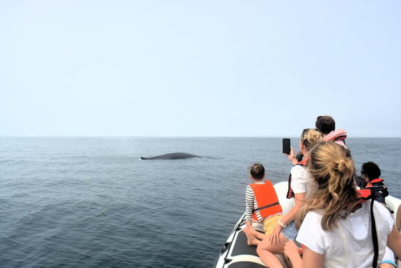 Sesimbra: Dolphin and Whales Watching with Biologist Guide - Who Will Love This Tour?