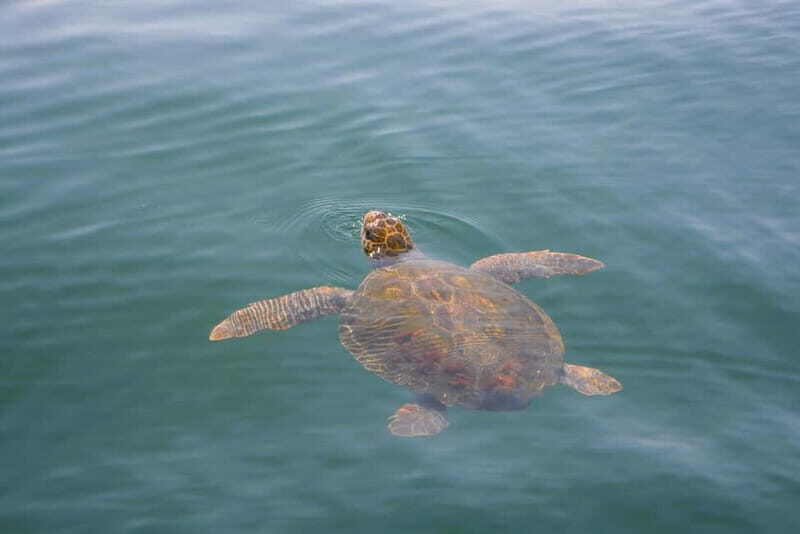 Sesimbra: Dolphin and Whales Watching with Biologist Guide - Final Thoughts