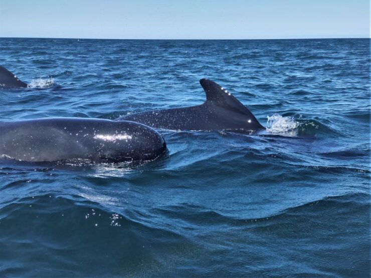 Sesimbra: Dolphin-Watching Boat Tour With Wine - Activity Details