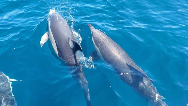 Sesimbra: Dolphin Watching Boat Trip - An In-Depth Look at the Sesimbra Dolphin Watching Tour