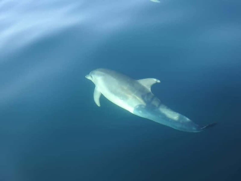 Sesimbra: Dolphin Watching Boat Trip - What to Expect on the Water