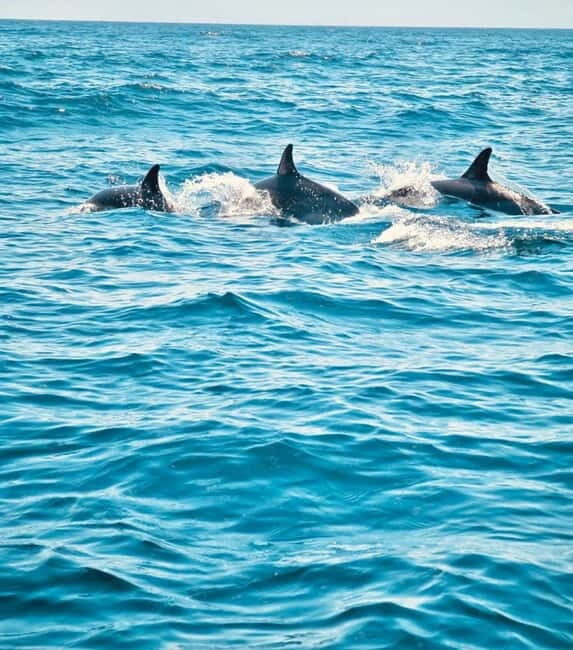 Sesimbra: Dolphin Watching Boat Trip - Who Would Love This Tour?