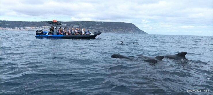 Sesimbra: Dolphin Watching Tour in Arrábida Natural Park - Tour Duration and Cancellation Policy