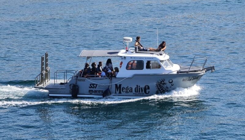 Sesimbra: Dolphin Watching with a marine biologist - Good To Know