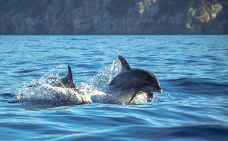 Sesimbra: Dolphin Watching with a marine biologist - The Experience: Wildlife & Scenic Beauty