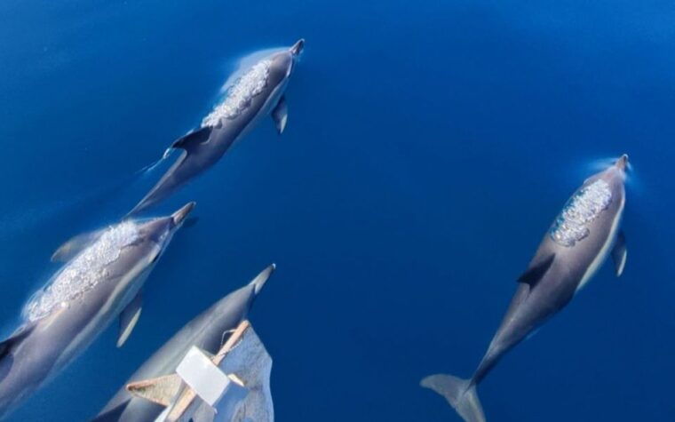Sesimbra: Dolphin Watching with a marine biologist - The Practical Aspects: Price, Duration & What’s Included