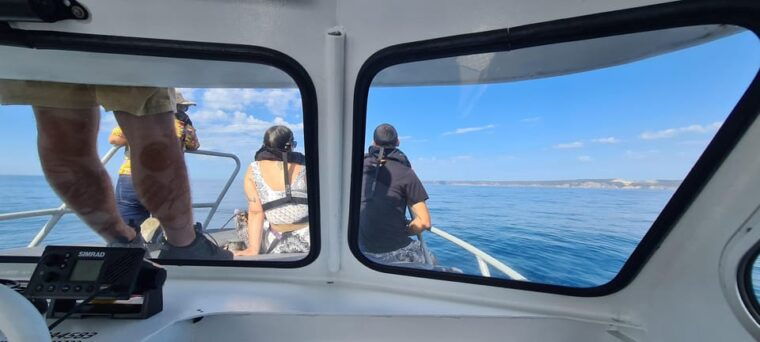 Sesimbra: Dolphin Watching with a marine biologist - Who Would Enjoy This Tour?