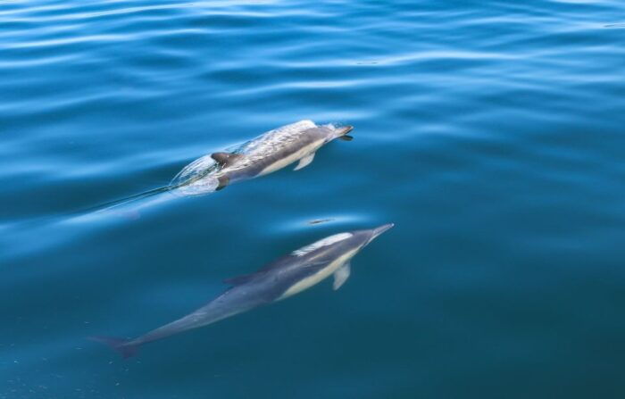 Sesimbra: Dolphin Watching with a marine biologist - Final Thoughts