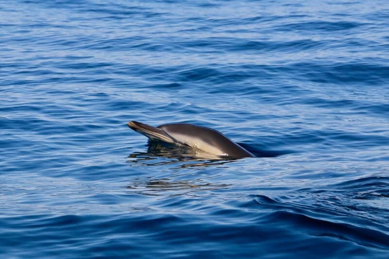 Sesimbra: Dolphin watching with marine biologist - The Full Experience: A Deep Dive into What You Can Expect