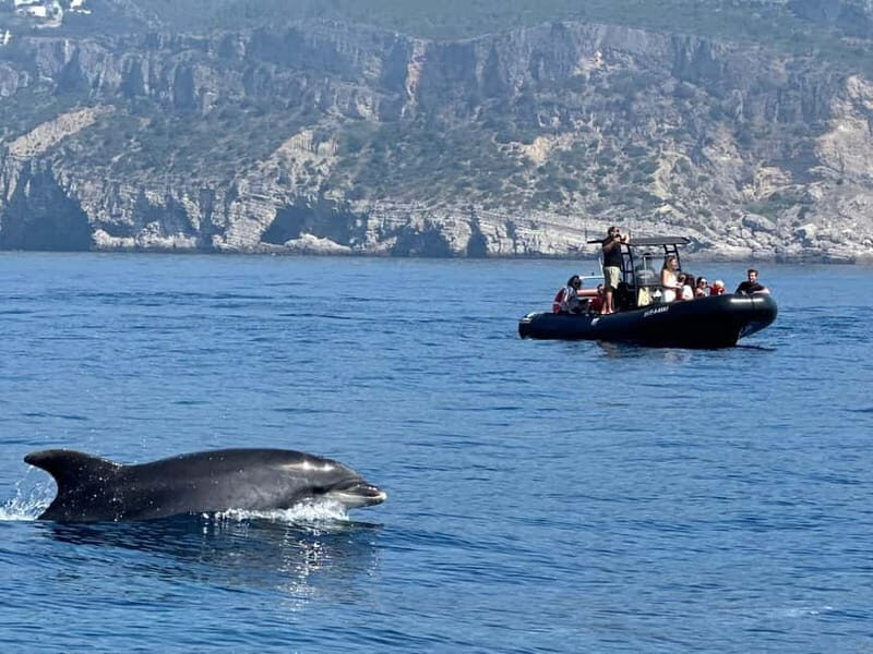 Sesimbra: Dolphin watching with marine biologist - Authentic Insights from Reviews