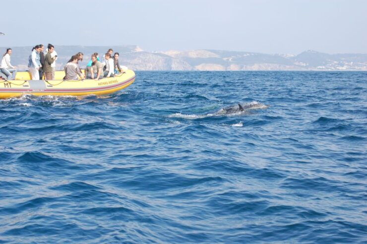 Sesimbra: Eco-friendly Dolphin Watching Tour - Activity Highlights