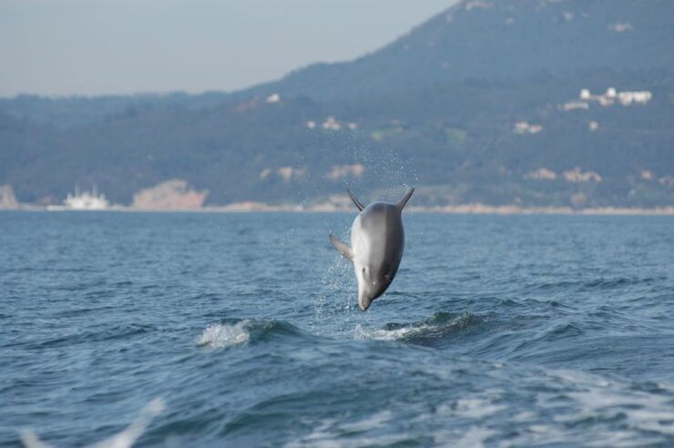Sesimbra: Eco-friendly Dolphin Watching Tour - Sustainable Tourism Experience