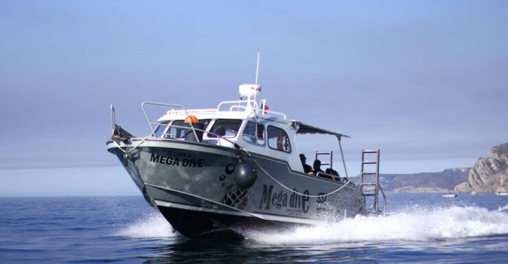 Sesimbra: Guided Dolphin Watching in Arrábida Natural Park - Experience Highlights