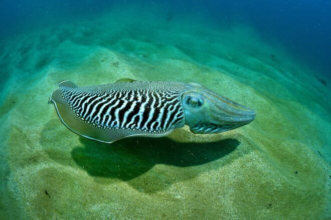 Sesimbra: Scuba Diving Experience for Beginners - Meeting Location and Important Details