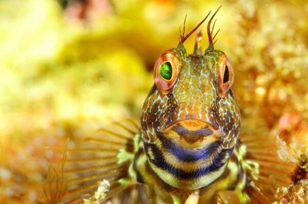Sesimbra: Scuba Diving Experience for Beginners - Exploring Sesimbras Underwater World