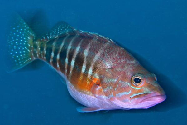 Sesimbra: Scuba Diving Experience for Beginners - Frequently Asked Questions