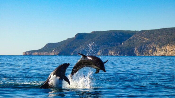 Sesimbra:Private Dolphin Watching Tour Arrábida Natural Park - Tour Overview