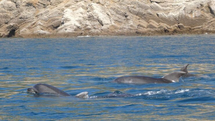 Sesimbra:Private Dolphin Watching Tour Arrábida Natural Park - Booking Information