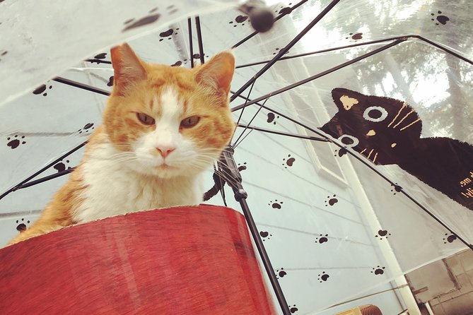 Setagaya Cat Tour! - Best Time to Visit Setagaya