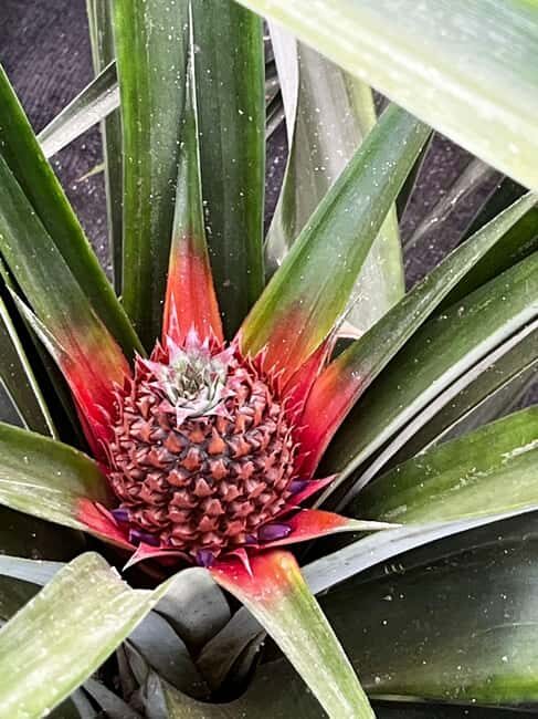 Sete Cidades & Fire Lake: Full-Day Tour with Pineapple plant - Final Thoughts