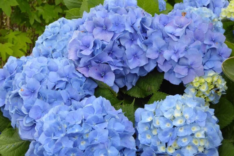 Sete Cidades: Twin Lakes, Serra Devassa Hike & Mosteiros - Good To Know