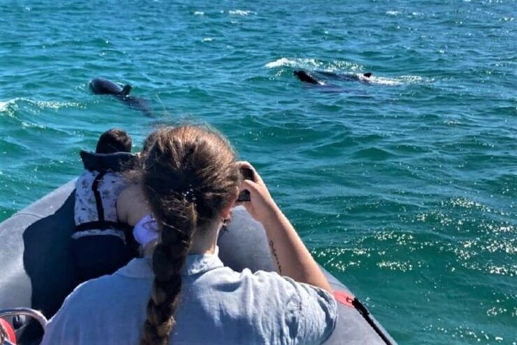 Setúbal: Dolphin-Watching Boat Tour - Booking Information