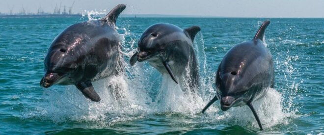 Setúbal: Dolphin Watching - Inclusions