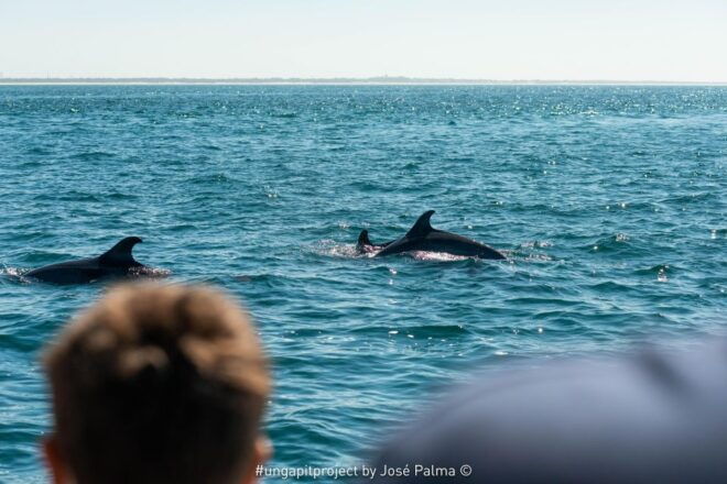 Setúbal: Dolphin Watching - Additional Details
