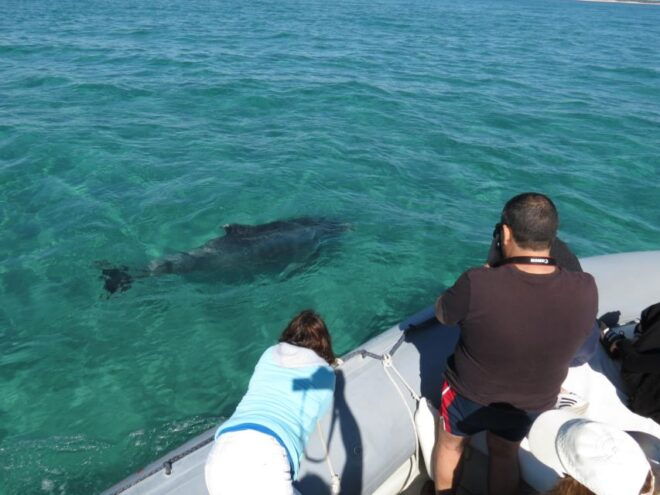 Setúbal: Dolphin Watching - Customer Review