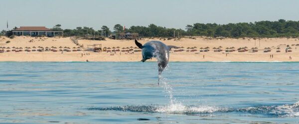 Setúbal: Dolphin Watching - Boat Type