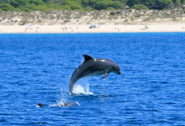 Setúbal: Dolphin Watching - Group Size