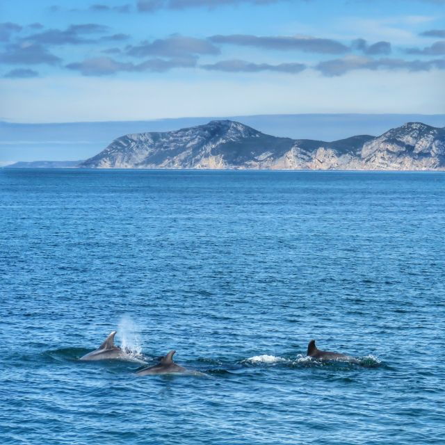 Setúbal: Dolphin Watching Tour - Activity Details