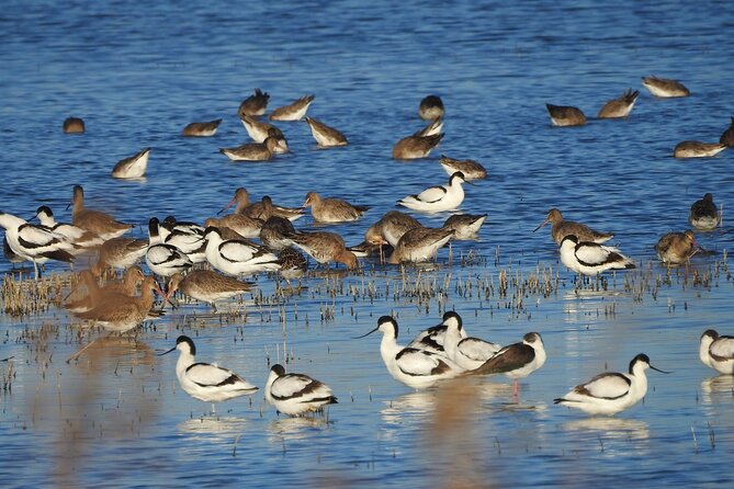 Setúbal Peninsula Full-Day Private Tour From Lisbon - Common Questions