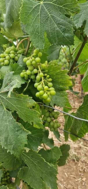 Setúbal: Private Tour with Wine Tasting and Tile Factory - Good To Know  