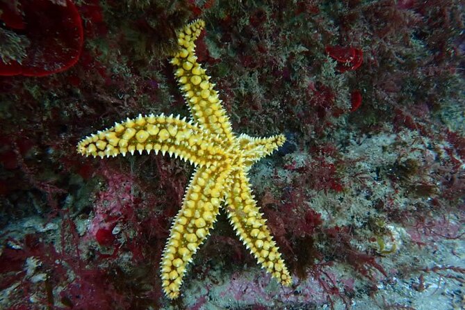 Setubal Small-Group Intro to Scuba Diving  - Setubal District - Cancellation Policy and Weather-Dependent Experience