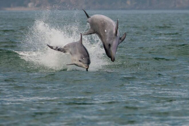 Setubal & Tróia: Sado Estuary Dolphin Watching Boat Trip - Boat Trip Inclusions