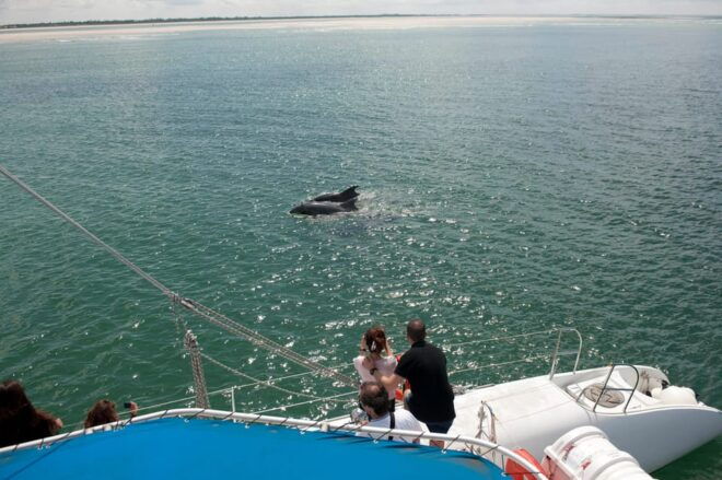 Setubal & Tróia: Sado Estuary Dolphin Watching Boat Trip - Customer Ratings and Feedback