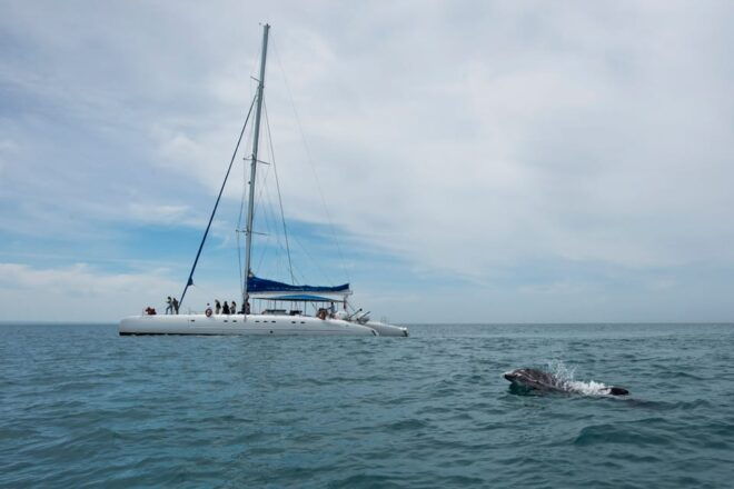Setubal & Tróia: Sado Estuary Dolphin Watching Boat Trip - Booking and Cancellation Policy