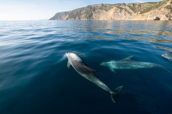 Setubal & Tróia: Sado Estuary Dolphin Watching Boat Trip - Highlights of the Experience