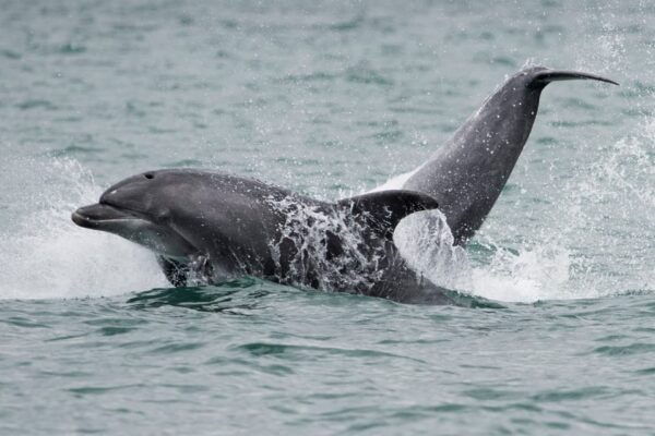 Setubal & Tróia: Sado Estuary Dolphin Watching Boat Trip - Frequently Asked Questions