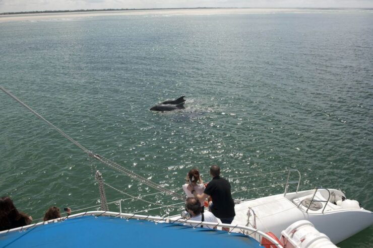 Setubal & Tróia: Sado Estuary Dolphin Watching Boat Trip - Activity Details