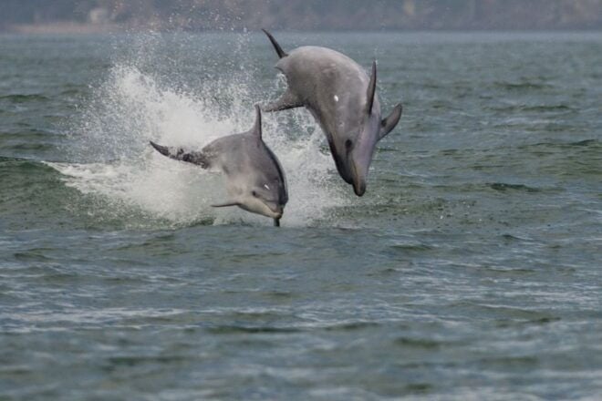 Setubal & Tróia: Sado Estuary Dolphin Watching Boat Trip - Spectacular Landscapes